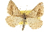  ( - CCDB-20801-A05)  @11 [ ] CreativeCommons - Attribution (2013) CBG Photography Group Centre for Biodiversity Genomics