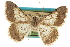  ( - CCDB-20801-A12)  @11 [ ] CreativeCommons - Attribution (2013) CBG Photography Group Centre for Biodiversity Genomics
