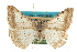  ( - CCDB-20801-B01)  @11 [ ] CreativeCommons - Attribution (2013) CBG Photography Group Centre for Biodiversity Genomics