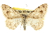  ( - CCDB-20801-C01)  @15 [ ] CreativeCommons - Attribution (2013) CBG Photography Group Centre for Biodiversity Genomics