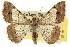  ( - CCDB-20801-C09)  @11 [ ] CreativeCommons - Attribution (2013) CBG Photography Group Centre for Biodiversity Genomics