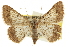  ( - CCDB-20801-D01)  @11 [ ] CreativeCommons - Attribution (2013) CBG Photography Group Centre for Biodiversity Genomics