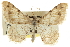  ( - CCDB-20801-D03)  @11 [ ] CreativeCommons - Attribution (2013) CBG Photography Group Centre for Biodiversity Genomics