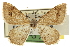  ( - CCDB-20801-D09)  @11 [ ] CreativeCommons - Attribution (2013) CBG Photography Group Centre for Biodiversity Genomics