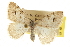  ( - CCDB-20801-D10)  @11 [ ] CreativeCommons - Attribution (2013) CBG Photography Group Centre for Biodiversity Genomics