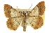  ( - CCDB-20801-E04)  @11 [ ] CreativeCommons - Attribution (2013) CBG Photography Group Centre for Biodiversity Genomics