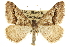  (Rindgea cyda - CCDB-20801-E11)  @15 [ ] CreativeCommons - Attribution (2013) CBG Photography Group Centre for Biodiversity Genomics