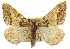  (Rindgea hypaethrata - CCDB-20801-F07)  @15 [ ] CreativeCommons - Attribution (2013) CBG Photography Group Centre for Biodiversity Genomics