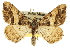  ( - CCDB-20801-F08)  @15 [ ] CreativeCommons - Attribution (2013) CBG Photography Group Centre for Biodiversity Genomics
