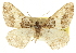  ( - CCDB-20801-F10)  @11 [ ] CreativeCommons - Attribution (2013) CBG Photography Group Centre for Biodiversity Genomics