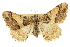 ( - CCDB-20801-F11)  @14 [ ] CreativeCommons - Attribution (2013) CBG Photography Group Centre for Biodiversity Genomics