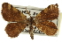 (Fernaldella georgiana - CCDB-20801-F12)  @14 [ ] CreativeCommons - Attribution (2013) CBG Photography Group Centre for Biodiversity Genomics