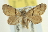 ( - CCDB-20264-B03)  @11 [ ] CreativeCommons - Attribution (2013) CBG Photography Group Centre for Biodiversity Genomics