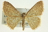  ( - CCDB-20264-F12)  @15 [ ] CreativeCommons - Attribution (2013) CBG Photography Group Centre for Biodiversity Genomics