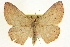  (Cyclophora myrtaria - CCDB-20264-G05)  @15 [ ] CreativeCommons - Attribution (2013) CBG Photography Group Centre for Biodiversity Genomics