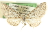  ( - CCDB-20270-A09)  @11 [ ] CreativeCommons - Attribution (2013) CBG Photography Group Centre for Biodiversity Genomics