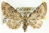  (Eupithecia chlorofasciata - CCDB-20270-B10)  @15 [ ] CreativeCommons - Attribution (2013) CBG Photography Group Centre for Biodiversity Genomics