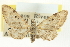  ( - CCDB-20270-B12)  @11 [ ] CreativeCommons - Attribution (2013) CBG Photography Group Centre for Biodiversity Genomics