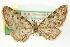  ( - CCDB-20270-C01)  @12 [ ] CreativeCommons - Attribution (2013) CBG Photography Group Centre for Biodiversity Genomics