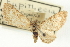  ( - CCDB-20270-C08)  @11 [ ] CreativeCommons - Attribution (2013) CBG Photography Group Centre for Biodiversity Genomics