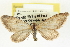  (Eupithecia sierrae - CCDB-20270-D03)  @13 [ ] CreativeCommons - Attribution (2013) CBG Photography Group Centre for Biodiversity Genomics
