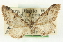  ( - CCDB-20270-D05)  @11 [ ] CreativeCommons - Attribution (2013) CBG Photography Group Centre for Biodiversity Genomics