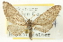  (Eupithecia matheri - CCDB-20270-E09)  @14 [ ] CreativeCommons - Attribution (2013) CBG Photography Group Centre for Biodiversity Genomics