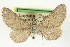  ( - CCDB-20270-F05)  @11 [ ] CreativeCommons - Attribution (2013) CBG Photography Group Centre for Biodiversity Genomics