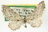  ( - CCDB-20270-F06)  @13 [ ] CreativeCommons - Attribution (2013) CBG Photography Group Centre for Biodiversity Genomics