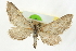  ( - CCDB-20270-F07)  @13 [ ] CreativeCommons - Attribution (2013) CBG Photography Group Centre for Biodiversity Genomics