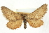  ( - CCDB-20270-F10)  @11 [ ] CreativeCommons - Attribution (2013) CBG Photography Group Centre for Biodiversity Genomics