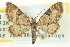  ( - CCDB-20270-G12)  @11 [ ] CreativeCommons - Attribution (2013) CBG Photography Group Centre for Biodiversity Genomics