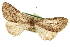  ( - CCDB-20808-A09)  @11 [ ] CreativeCommons - Attribution (2013) CBG Photography Group Centre for Biodiversity Genomics