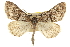  ( - CCDB-20808-A11)  @11 [ ] CreativeCommons - Attribution (2013) CBG Photography Group Centre for Biodiversity Genomics