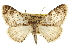  ( - CCDB-20808-B03)  @11 [ ] CreativeCommons - Attribution (2013) CBG Photography Group Centre for Biodiversity Genomics