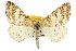  ( - CCDB-20808-B07)  @14 [ ] CreativeCommons - Attribution (2013) CBG Photography Group Centre for Biodiversity Genomics