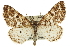  (Eufidonia - CCDB-20808-B10)  @15 [ ] CreativeCommons - Attribution (2013) CBG Photography Group Centre for Biodiversity Genomics