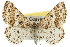  (Eufidonia discospilata - CCDB-20808-B11)  @15 [ ] CreativeCommons - Attribution (2013) CBG Photography Group Centre for Biodiversity Genomics