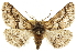 ( - CCDB-20808-C08)  @13 [ ] CreativeCommons - Attribution (2013) CBG Photography Group Centre for Biodiversity Genomics