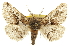  ( - CCDB-20808-C09)  @13 [ ] CreativeCommons - Attribution (2013) CBG Photography Group Centre for Biodiversity Genomics