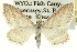  (Lobocleta plemyraria - CCDB-20263-H07)  @15 [ ] CreativeCommons - Attribution (2013) CBG Photography Group Centre for Biodiversity Genomics