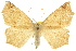  (Antepione thisoaria - CCDB-20808-F08)  @15 [ ] CreativeCommons - Attribution (2013) CBG Photography Group Centre for Biodiversity Genomics