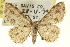  ( - CCDB-20265-C03)  @11 [ ] CreativeCommons - Attribution (2013) CBG Photography Group Centre for Biodiversity Genomics