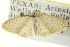  ( - CCDB-20265-C04)  @11 [ ] CreativeCommons - Attribution (2013) CBG Photography Group Centre for Biodiversity Genomics