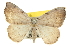  ( - CCDB-20808-F12)  @15 [ ] CreativeCommons - Attribution (2013) CBG Photography Group Centre for Biodiversity Genomics
