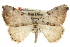 (Lomographa elsinora - CCDB-20808-G01)  @15 [ ] CreativeCommons - Attribution (2013) CBG Photography Group Centre for Biodiversity Genomics