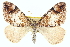  ( - CCDB-20265-G06)  @14 [ ] CreativeCommons - Attribution (2013) CBG Photography Group Centre for Biodiversity Genomics