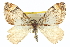  ( - CCDB-20265-G08)  @13 [ ] CreativeCommons - Attribution (2013) CBG Photography Group Centre for Biodiversity Genomics