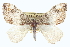  ( - CCDB-20265-G09)  @12 [ ] CreativeCommons - Attribution (2013) CBG Photography Group Centre for Biodiversity Genomics