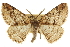  ( - CCDB-20809-C02)  @11 [ ] CreativeCommons - Attribution (2013) CBG Photography Group Centre for Biodiversity Genomics